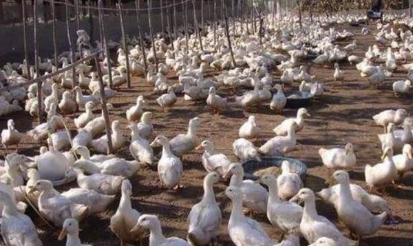 养鸭的秋鸭赶养的技巧_养鸭