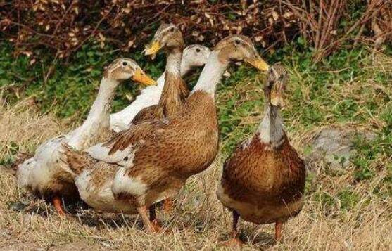 鸭子瘫痪的原因及预防措施_养鸭