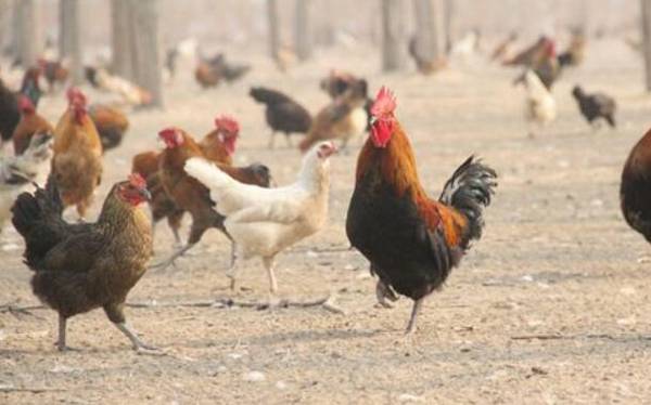 鸡舍熏蒸消毒的用量,鸡舍熏蒸消毒的用法_养鸡