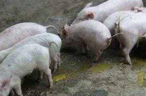 产房仔猪腹泻的预防措施_养殖问答