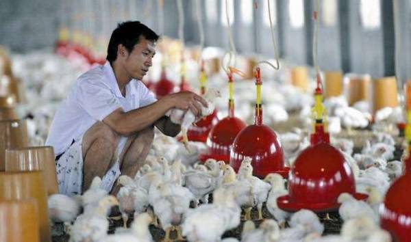 养殖补贴针对养殖数量与品种的补贴_养殖问答