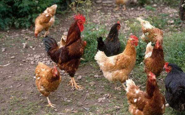 农村养鸡补贴标准,养一万只鸡补贴多少_养殖问答