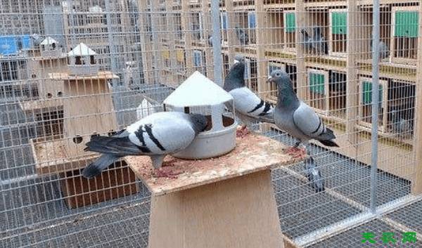 养鸽子对鸽舍的要求_养鸽