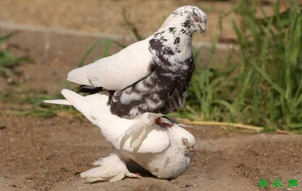 鸽子怎么配对,鸽子的配对方法_养鸽