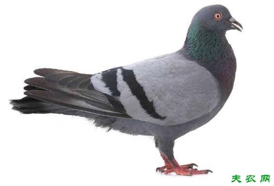 怎么分辨鸽子的雌雄性别,鸽子雌雄的辨别方法_养鸽