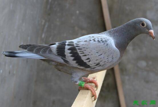 怎么为鸽子配制饲料,免费鸽子饲料配方看一看_养鸽