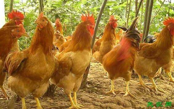 三黄鸡的饮水问题,多饮水生长会更快_养鸡