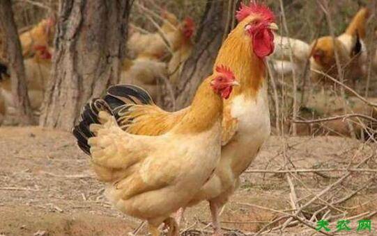 三黄鸡的疫病防治要点_养鸡