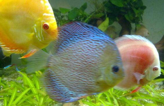 野生七彩神仙鱼的品种介绍,黑格尔七彩神仙鱼很特别_养鱼