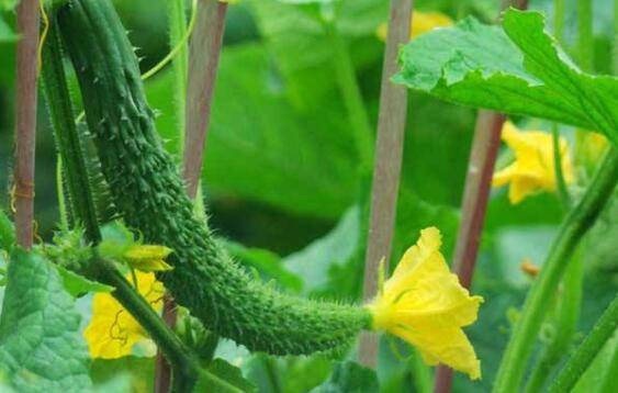 黄瓜生长对泥土条件的要求_蔬菜种植