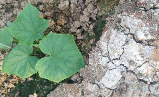 黄瓜种植时对土壤的要求_蔬菜种植