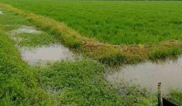 优质小龙虾的种虾怎么挑选,附挑选种虾的四个要点_养虾