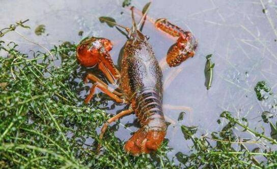 养小龙虾种植哪些水草,有哪些栽种要求_养虾