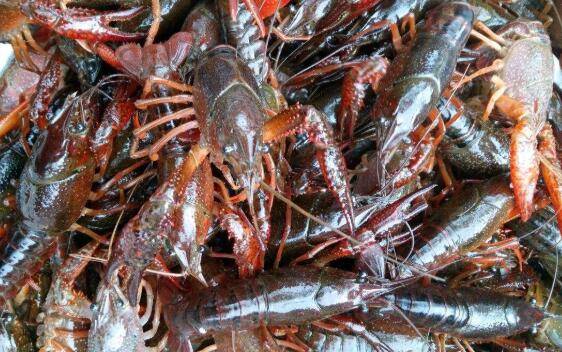 小龙虾养殖的11个常见问题_养虾