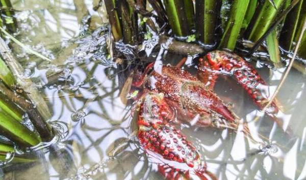 小龙虾在蜕壳时要注意什么_养虾