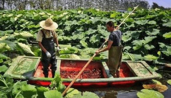 初次饲养小龙虾的养殖建议_养虾