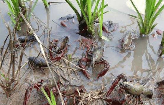 冬季养小龙虾的越冬池条件_养虾