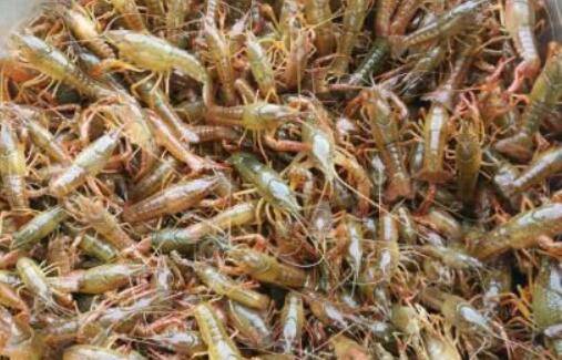 小龙虾新虾怎么放养,注意这六点,放养问题不求人_养虾