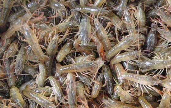 小龙虾放苗后的饲养管理要求_养虾