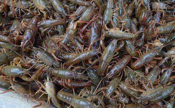 淡水小龙虾投苗前的准备工作_养虾