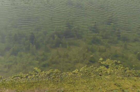 小龙虾虾池中青苔的四大危害_养虾