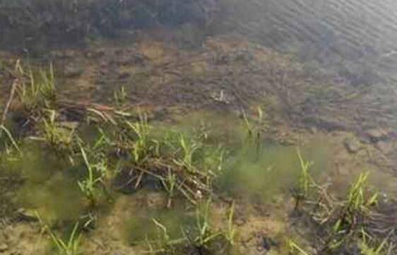 小龙虾虾池中青苔泛滥成灾,这几种方法消除青苔最有效_养虾