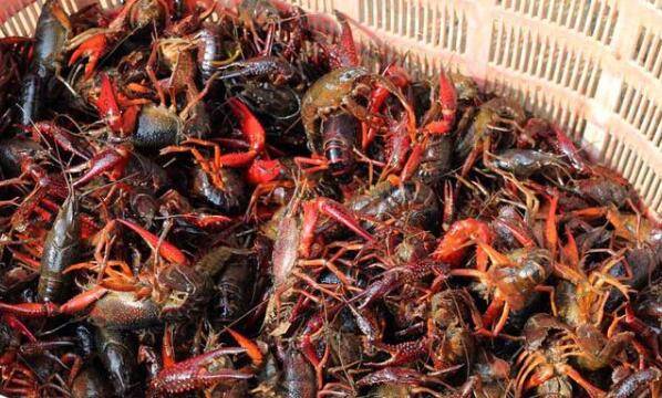 优质小龙虾的种虾怎么挑选,附挑选种虾的四个要点_养虾