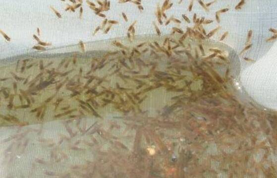 小龙虾虾苗进池后怎么做好虾苗的培育工作_养虾