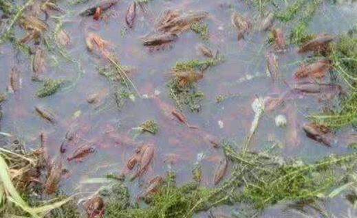 小龙虾的食物类型,小龙虾不同阶段对食物的需求_养虾