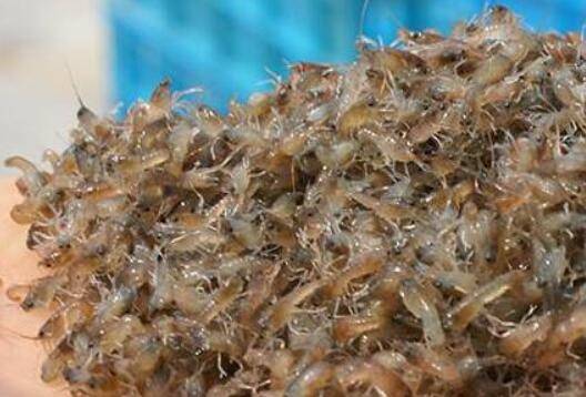 小龙虾虾苗的适宜投放温度_养虾