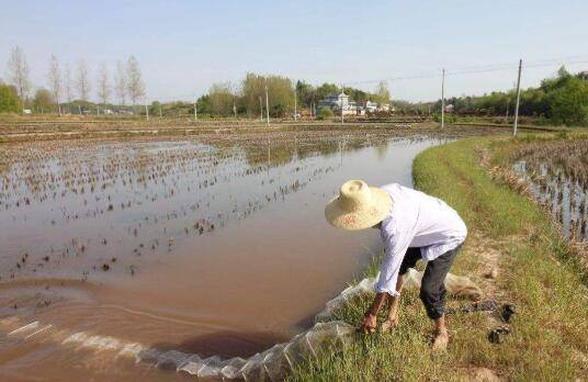 稻田小龙虾的饲养管理要求_养虾