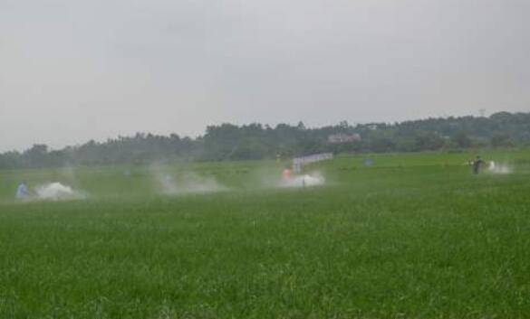 稻田套养小龙虾用石灰消毒,6条注意事项多看看_养虾