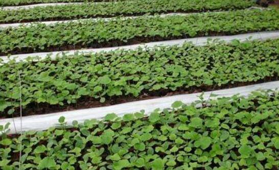 黄瓜播种育苗的注意事项_蔬菜种植