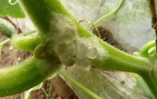 黄瓜菌核病的几种症状,黄瓜菌核病的防治方法_蔬菜种植