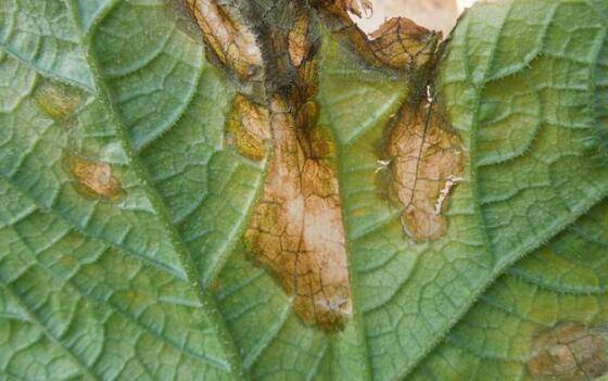 黄瓜细菌性缘枯病的几种症状,黄瓜细菌性缘枯病的防治方法_蔬