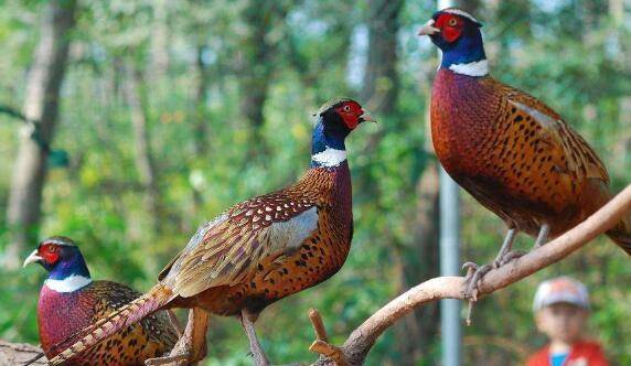 山鸡怎么捕捉,山鸡的捕捉方法技巧_山鸡养殖