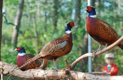 山鸡生长温度与光照条件的要求_山鸡养殖