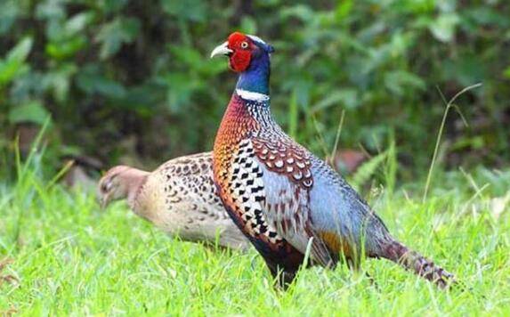 养殖山鸡有什么优势,山鸡值不值得养_山鸡养殖