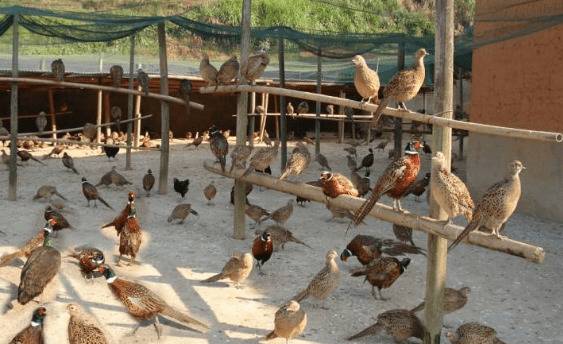 山鸡养殖场的场址选择要求_山鸡养殖