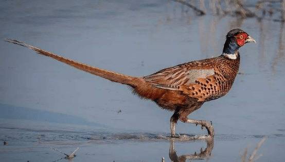 山鸡育成后期的饲料配方_山鸡养殖
