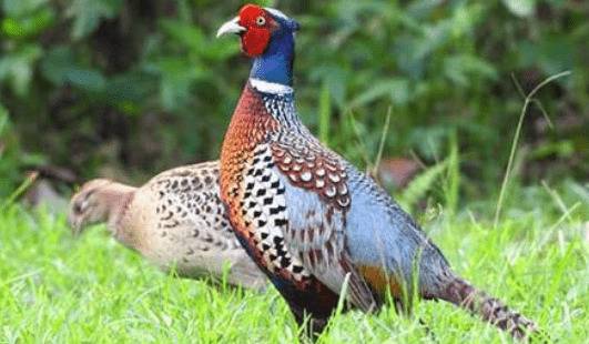 山鸡育雏期的饲料配方_山鸡养殖