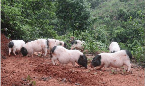 养殖巴马香猪的几大优势,肉质好出栏快值得一养_香猪养殖