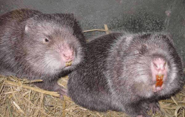 竹鼠能长多大多重_养殖问答