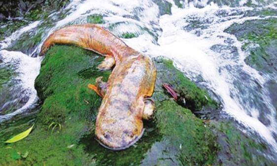 娃娃鱼怎么养,娃娃鱼养殖技术_养殖问答