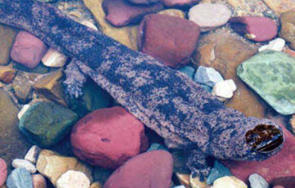 娃娃鱼怎么养,娃娃鱼养殖技术_养殖问答