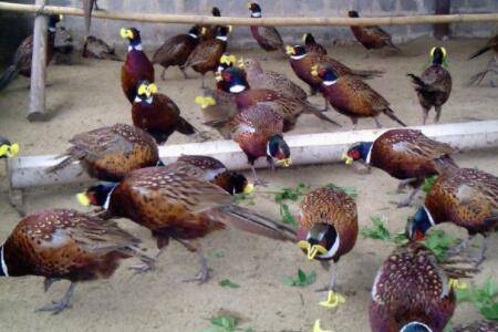 ֳɽιʳɣɽϵѡ_ɽֳ