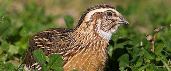 鹌鹑是不是鸽子_养殖问答