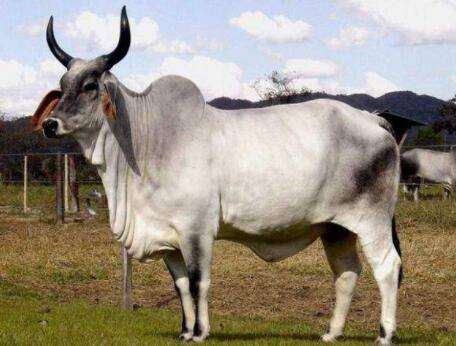 印度瘤牛是什么牛,印度瘤牛有什么特征_养殖问答