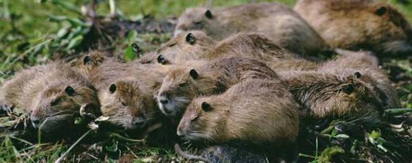 海狸鼠一年产多少窝_养殖问答
