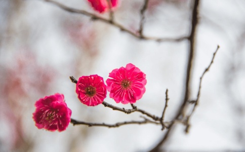 取名女孩 出自诗经中唯美的女孩名字 值得收藏
